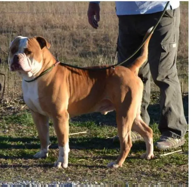 Dunns Armani at Spencer Farm