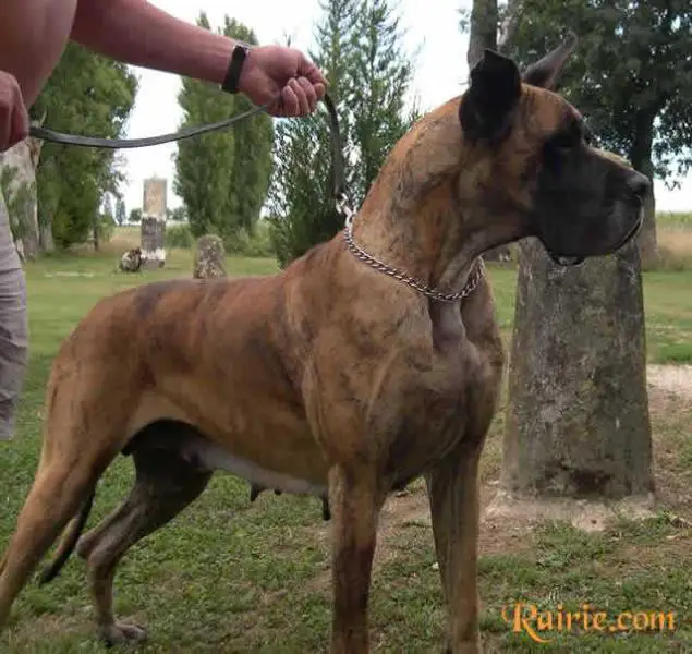 Saphira des Apollons du Bru