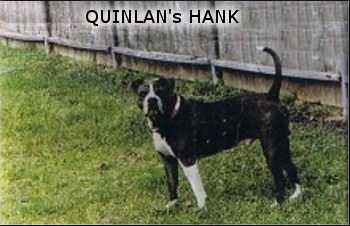 Quinlan's Hank