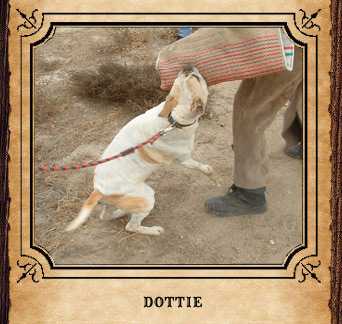 CattleRustler Kennel's Dottie Patches