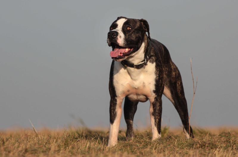 Kentucky Lake Kennels ELVIS