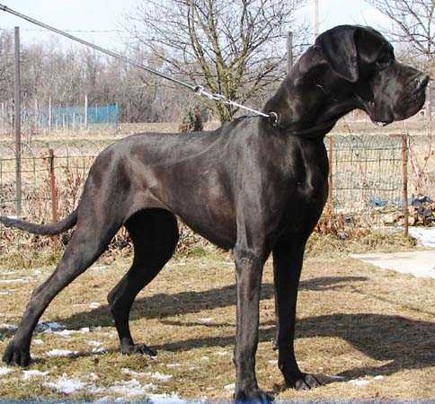 CAC, R.CAC,  CACIB Rebel-N della Baia Azzurra