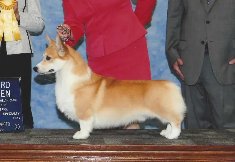 AKC CH J CH RUS, RUS CH, RKF CH, AZE CH Laif Spring Real Secret