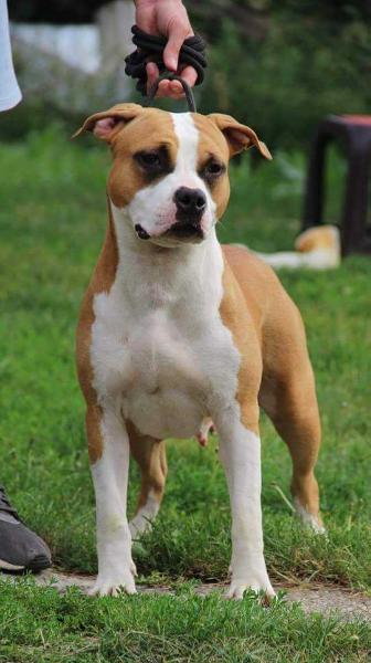 Platinum Princess Prime Touch