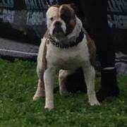 Tough Enough's Tombul