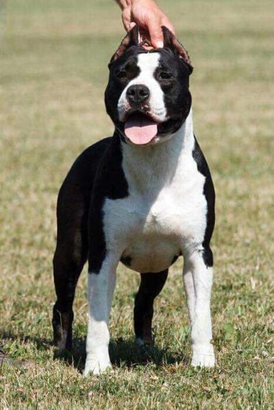 J.EW/J.CH/CH./MULTI J.BIS/J.BIS/BIS/BISS Black Bomber Long Step