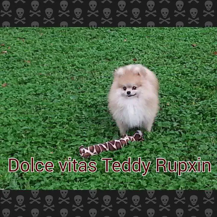 Dolce Vita's Teddy Rumpxin