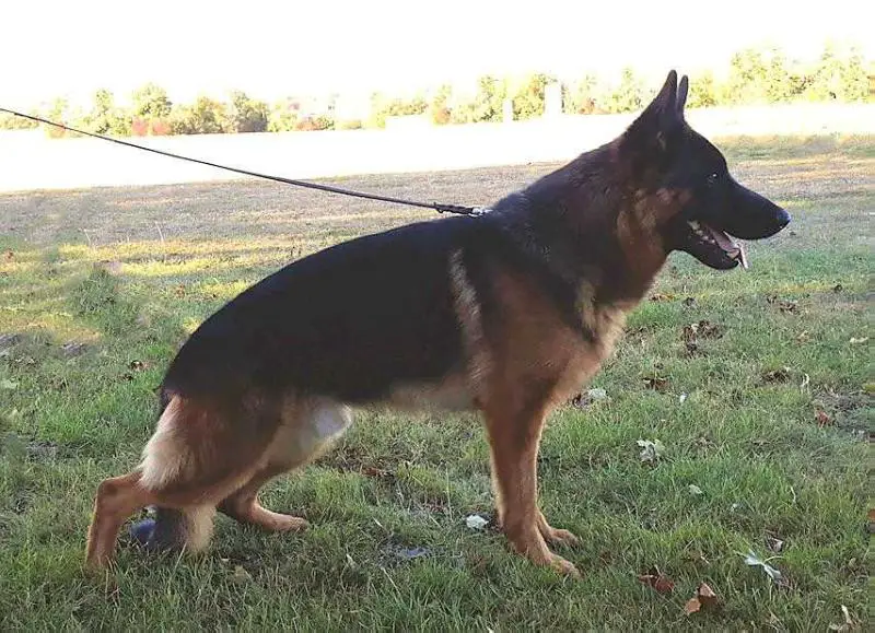 BSZS2019 HGH V2 Ghost vom Wiler-Berg