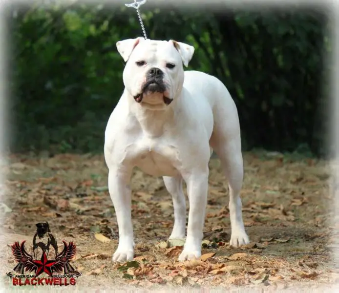 UKC CH Blackwell's Tesla Model S