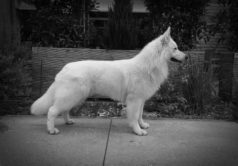 C.I.B., CH LU, CH DE, CH BE, CH NL Jarouk Della Befana Bianca