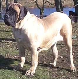 Kumormai Scarlett Ohara