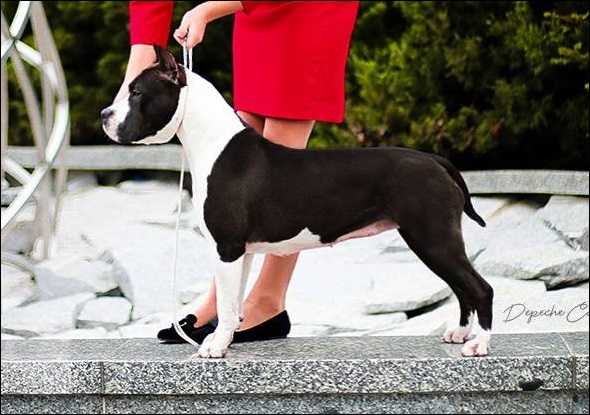 CH ANIKORD GALATEA DIVINE PERFECTION