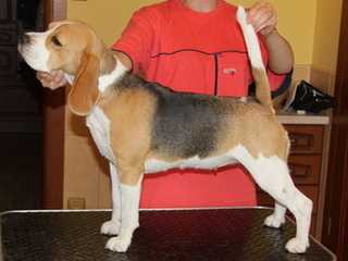 AMORE MIO LILU SPOTTY FRIEND