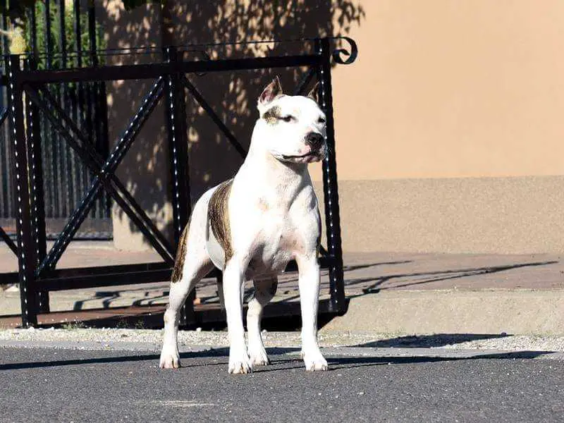 2XCACIB, 4xCAC Hi I am Back from SerendipityStaff