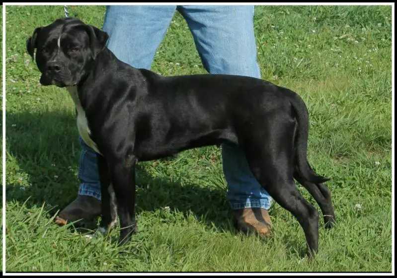NKC CH Konfederate Kennels Liza