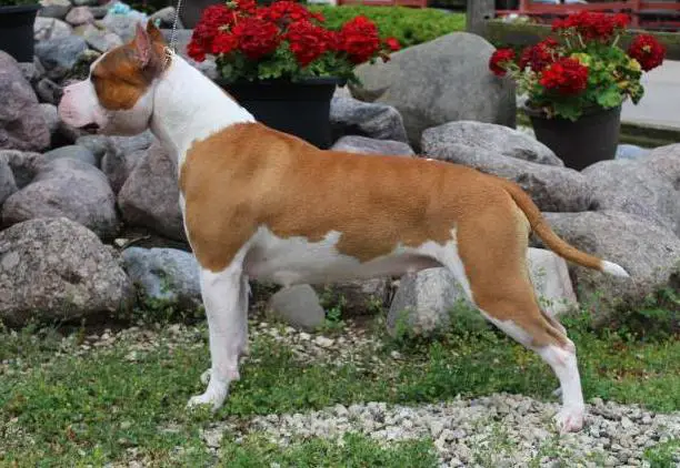 GCH Irresistibull's I'm So Fancy