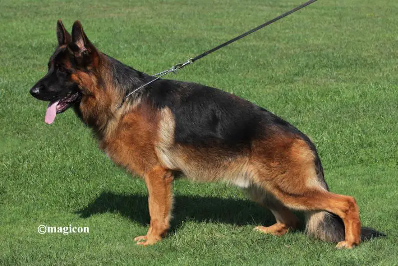 V (SG15 BSZS JHKL 2016) Sanjo vom Osterberger-Tal