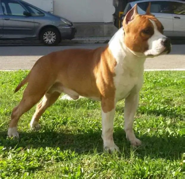 JCH Lobotown Low Kick of Galletta