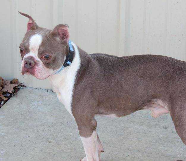 Cypress'-Carey's Champagne Prince Blaise