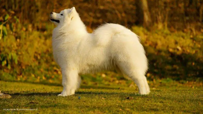 Radost zhizni Elizabeth taylor