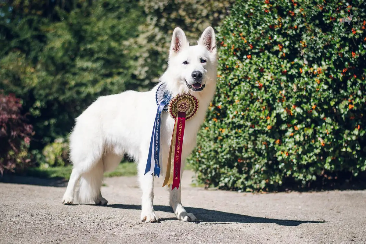 Champion of Slovenia, Junior Champion of Slovenia 'Quantum' Ixan Floyd Les Trois Baisers