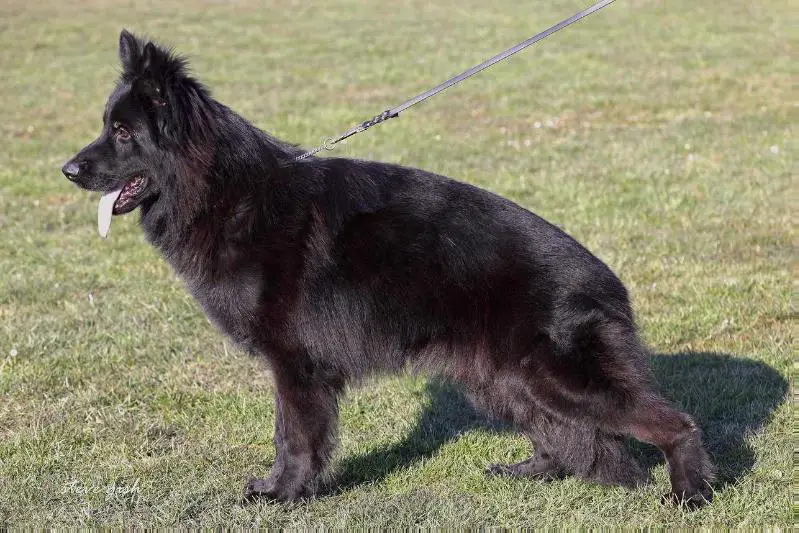 SG Hummer v. Nord Traum