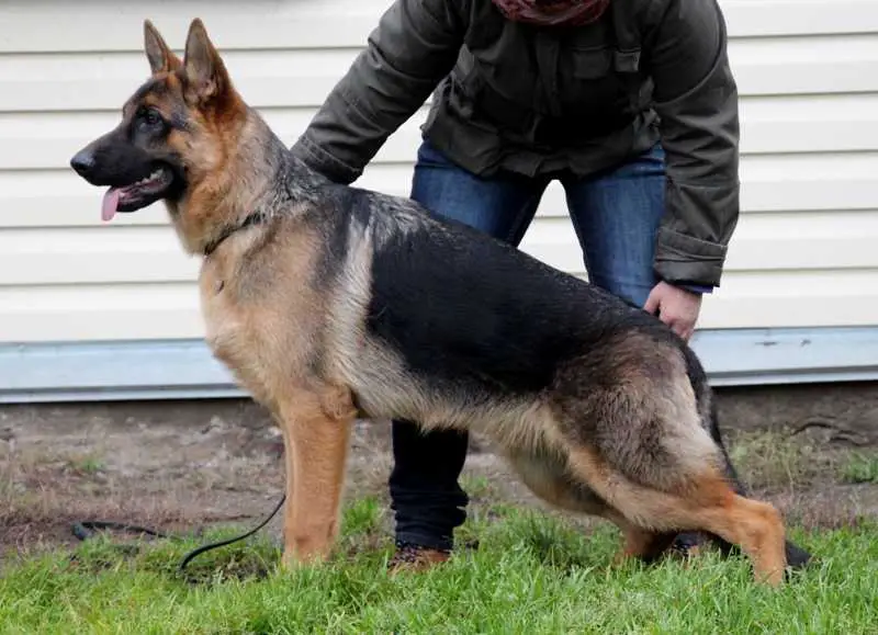 Syogun v. Nord Traum