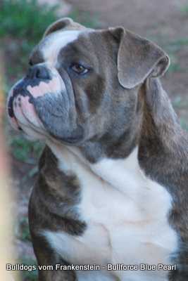 Bullforce Blue Peal
