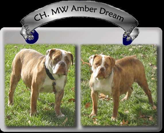 CH Midwests Amber Dream