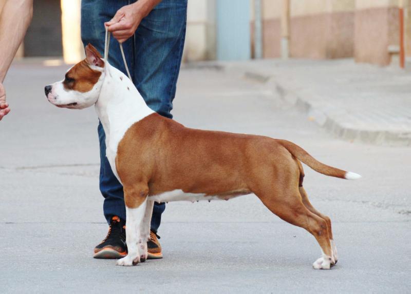 BETSI de CANS JUANSA