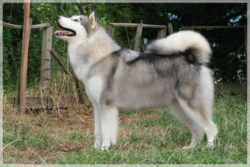 Oakiok's till the kingdom come