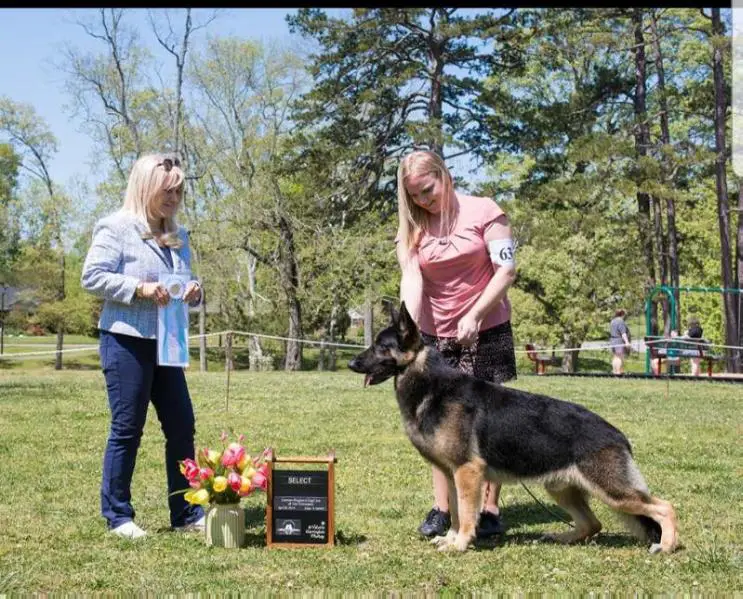 CH Barick's Perfect Shot