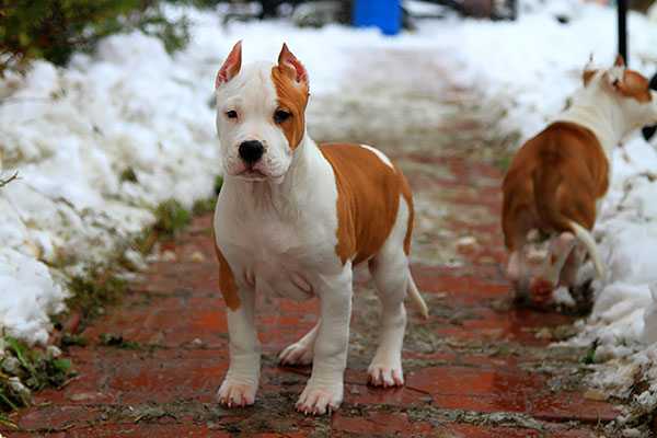 Asti Dog House Jenevieva Favorit Devil