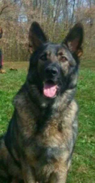 Shepherd Hill's Diamond Yeti