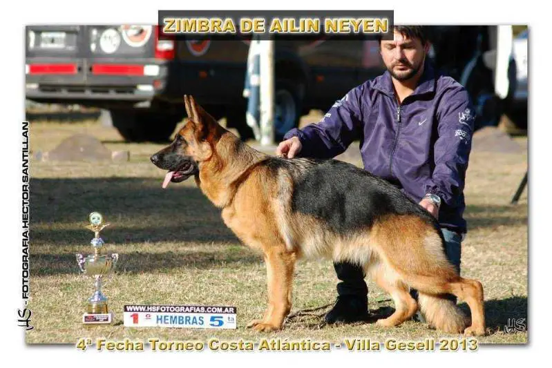 ZIMBRA DE AILIN NEYEN