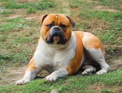 Rhino's Doc Holiday