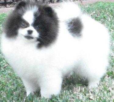 Finch's Flying High Parti