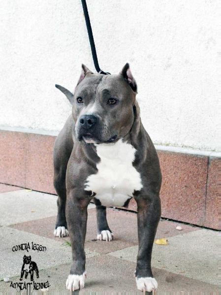 Contra Legem Harley Quinn