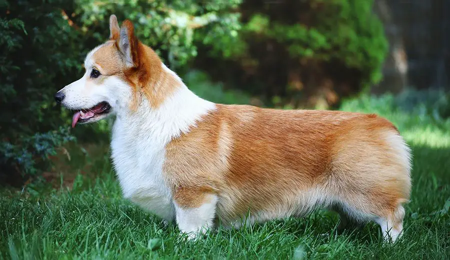 CH (RU, UA, GCH MLD) Telman Haus Jet Set (N/B)