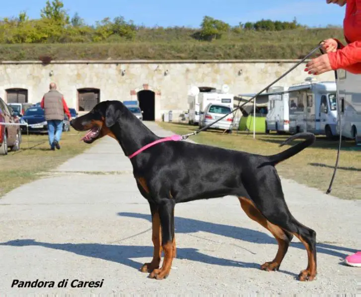 Pandora di Caresi Nice