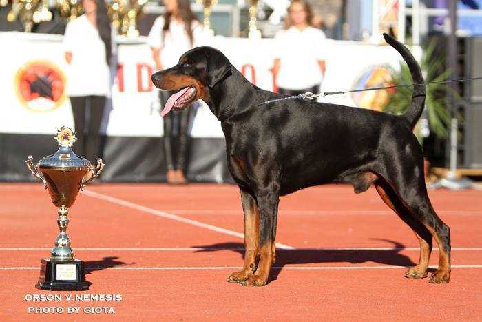 IDC, VDH,  DV sg Orson v. Nemesis
