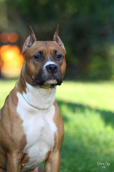 Best Puppy, 2 Best Baby, J.CAC, 3САС Catch Me Gloria Way