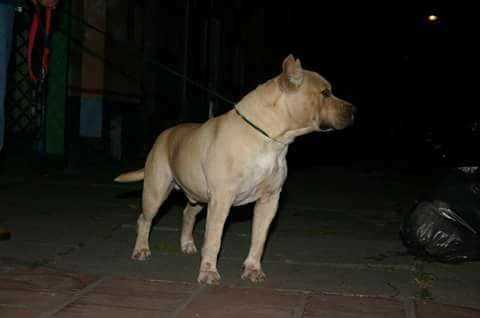 Sultão do sinabulls
