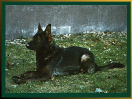 V Peggy von der Ambi