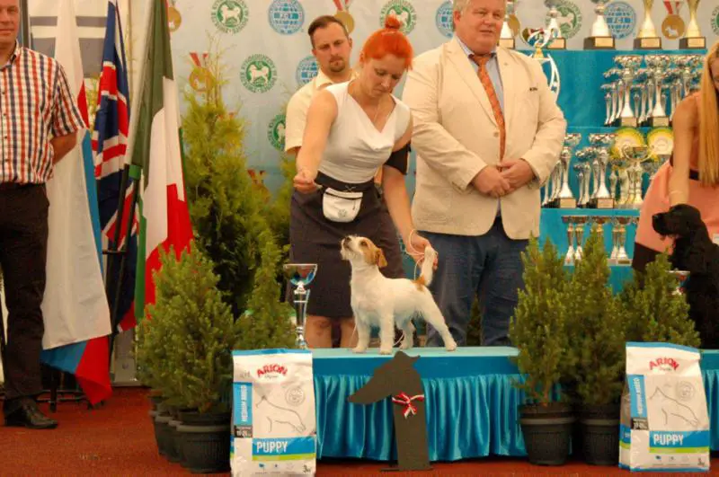 V-ce Europan Minor Puppy Winner '16 BIS DAENERYS Catori Muraco