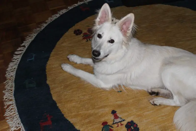 Grand Prix Sieger 2016 Valinor's Arwen Abendstern