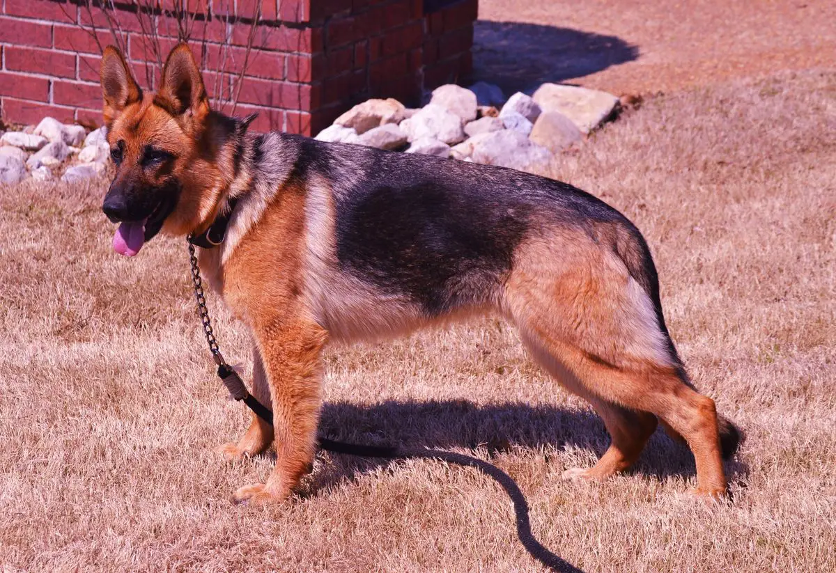 Zann Vom Thermodos Vinson