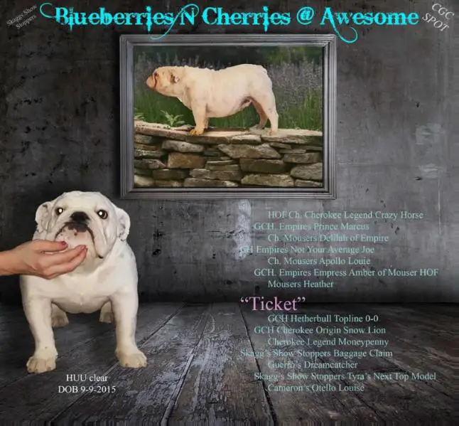 Blueberries'N'Cherries @Awesome