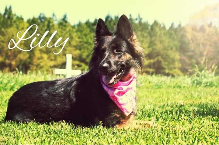 Miller's Lilly