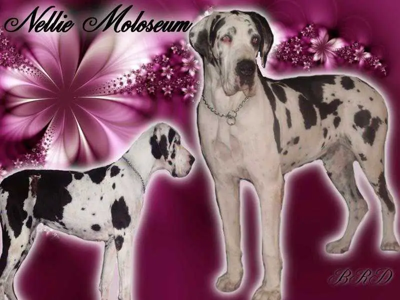 Nellie Moloseum
